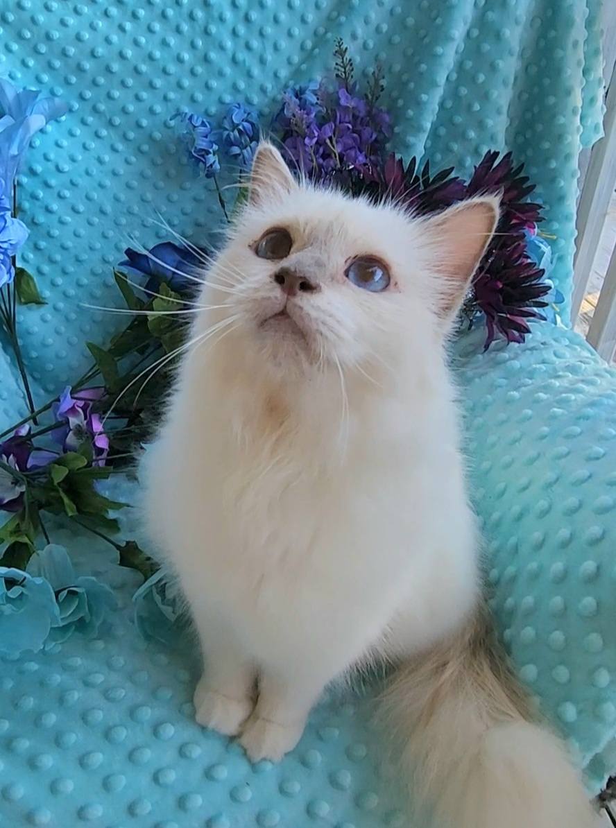 Birman Babies
